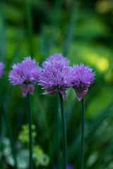 Blooming decorative onions in the garden