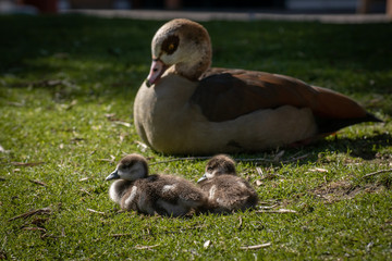 Oca del Nilo y sus patitos, egyptian goose