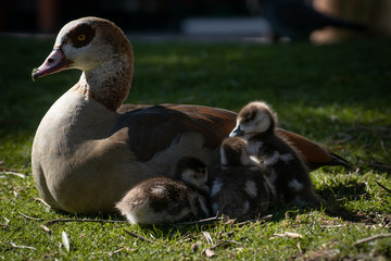 Oca del Nilo y sus patitos, egyptian goose © Azahara