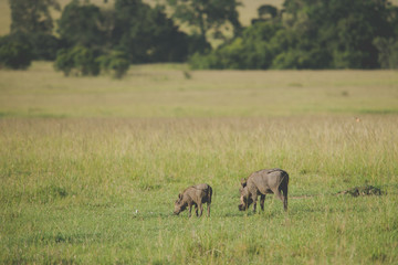 Fototapeta premium African buffalo in nature. Animal world