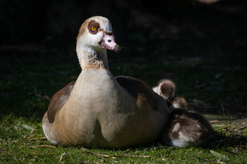 Oca del Nilo y sus patitos, egyptian goose © Azahara