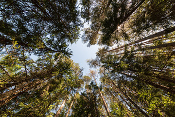 summer sun lit green forest park for relaxsation