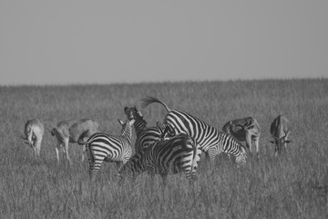 Beautiful zebras in Africa. Animal world