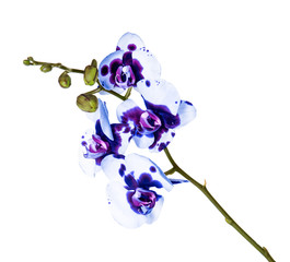 Beautiful orchid flower on white background. Tropical plant