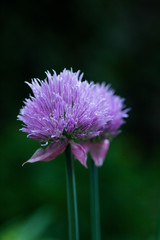 Blooming decorative onions in the garden