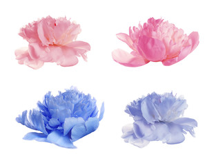 Set of different tender peonies on white background. Fragrant spring flowers