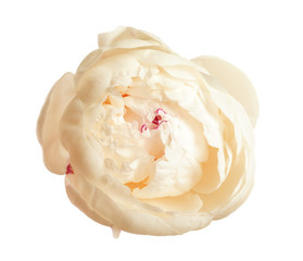 Beautiful tender peony on white background. Fragrant spring flower