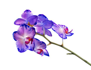 Branch with beautiful tropical orchid flowers on white background © New Africa