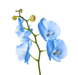 Beautiful orchid flower on white background. Tropical plant