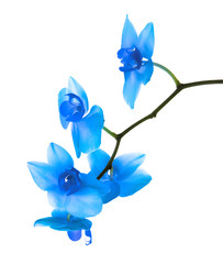 Branch with beautiful orchid flowers on white background. Tropical plant