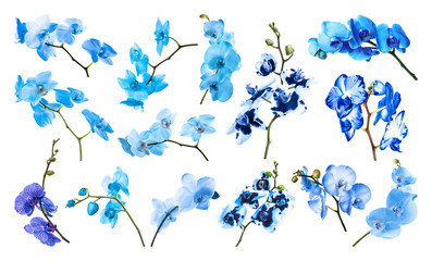 Set of different blue orchid flowers on white background