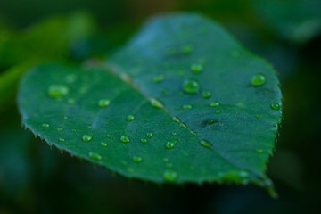 Rose leaf after rain close up
