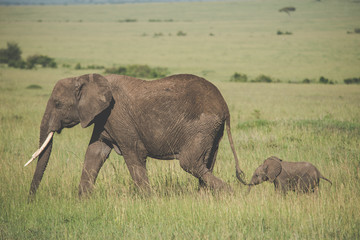 Naklejka na ściany i meble Beautiful elephants in Africa. Animal world