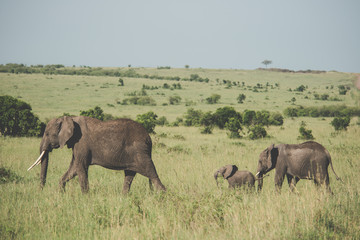 Beautiful elephants in Africa. Animal world