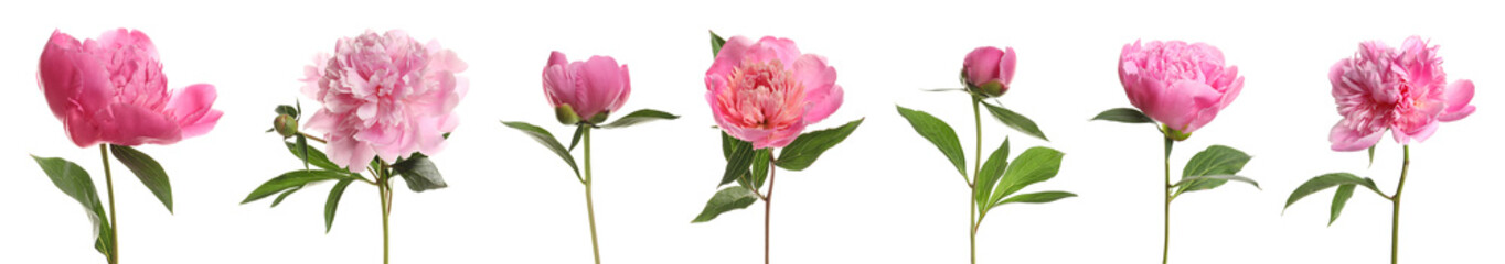 Set of beautiful peony flowers on white background. Banner design © New Africa