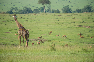Naklejka na ściany i meble Beautiful giraffe in Africa. Animal world