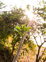 branch of a tree