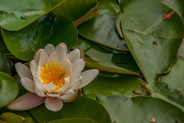 White Water lily, Lotus or Water Lilies flowers  pond with water droplets on the leaves floating.