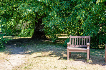summer sun lit green forest park for relaxsation