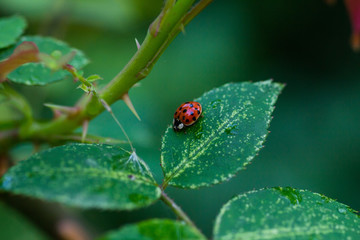 Ladybug on rose leaves close up