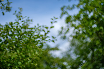 fresh green summer spring foliage textured background with blur