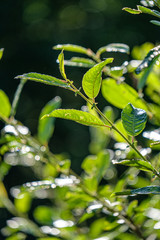 fresh green summer spring foliage textured background with blur