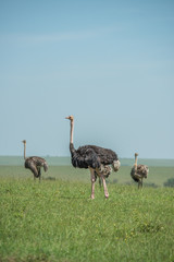  Beautiful Ostrich Africa Animal