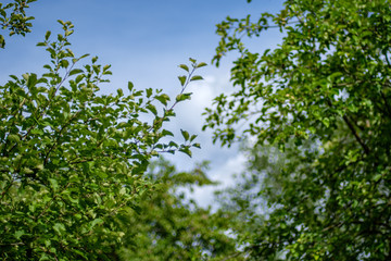 fresh green summer spring foliage textured background with blur