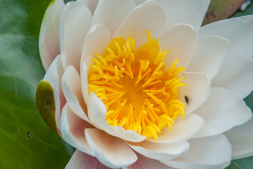 The white lotus blossomed in bright and refreshing morning sunshine offers a relaxing ambiance. .