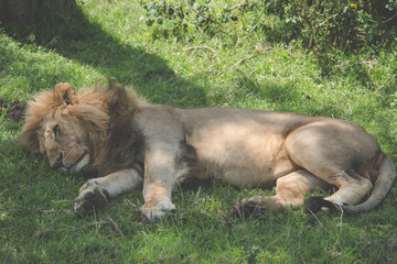 Beautiful lion in Africa. Animal world