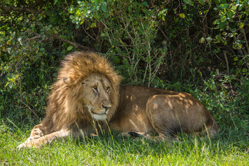 Beautiful lion in Africa. Animal world