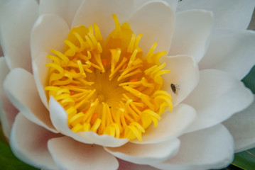 Fototapeta premium The white lotus blossomed in bright and refreshing morning sunshine offers a relaxing ambiance. .