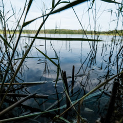 deep dark forest lake with reflections of trees and green foliage
