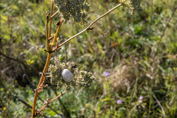 fresh green summer spring foliage textured background with blur