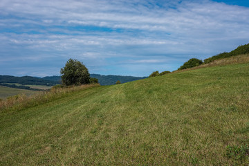 Obraz premium fresh green summer spring foliage textured background with blur