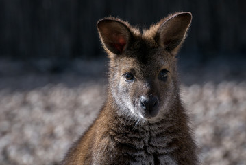 wallaby de bennet