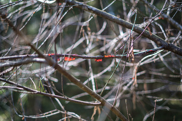 old dry vegetation texture in autumn nature