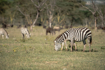 Naklejka na ściany i meble Beautiful zebras in Africa. Animal world