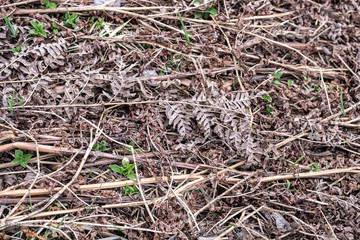 old dry vegetation texture in autumn nature