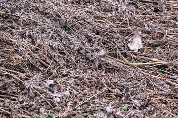 old dry vegetation texture in autumn nature