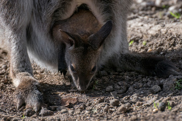 Fototapeta premium wallaby de bennet - joey in a pouch