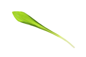 Obraz na płótnie Canvas Leaf of wild garlic or ramson isolated on white