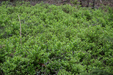 Fototapeta na wymiar fresh green summer spring foliage textured background with blur
