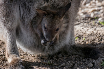 Fototapeta premium wallaby de bennet - joey in a pouch