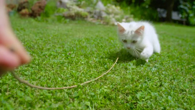 SLOW MOTION, CLOSE UP, DOF: Furry white kitty following a twig held by unrecognizable person. Cute fuzzy kitten chasing after a small twig while playing with owner in the backyard on sunny spring day.