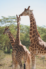 Beautiful giraffe in Africa. Animal world