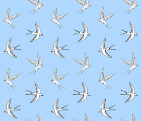 Vector seamless pattern of hand drawn doodle sketch swallow bird isolated on blue  background 