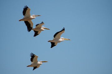 Beautiful storks in Africa. Vegetable and animal world