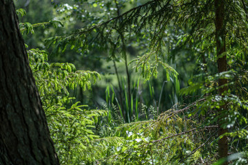 Obraz na płótnie Canvas fresh green summer spring foliage textured background with blur