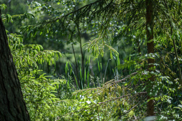 Obraz na płótnie Canvas fresh green summer spring foliage textured background with blur